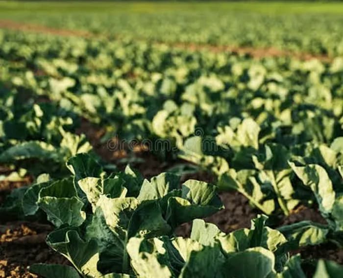 Sustainable Agriculture Solutions